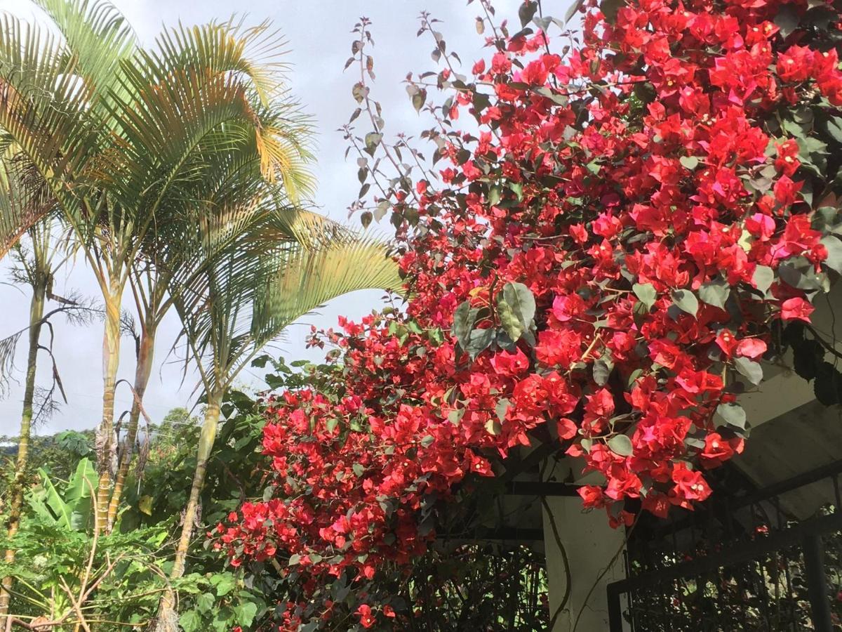 Finca Flora Del Rio, Habitacion Las Orquideas Pijao エクステリア 写真